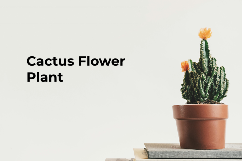 The Most Popular Types of Cactus Flower Plant | Growing Tips