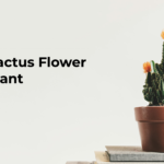 The Most Popular Types of Cactus Flower Plant | Growing Tips