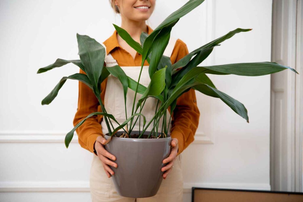 How to Care and Grow Dracaena Corn Plants for Every Garden?