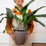 How to Care and Grow Dracaena Corn Plants for Every Garden?