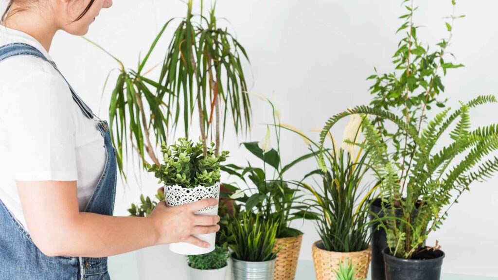 Top 10  Types of Dracaena Plants to Grow at Home Decor