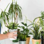 Top 10  Types of Dracaena Plants to Grow at Home Decor