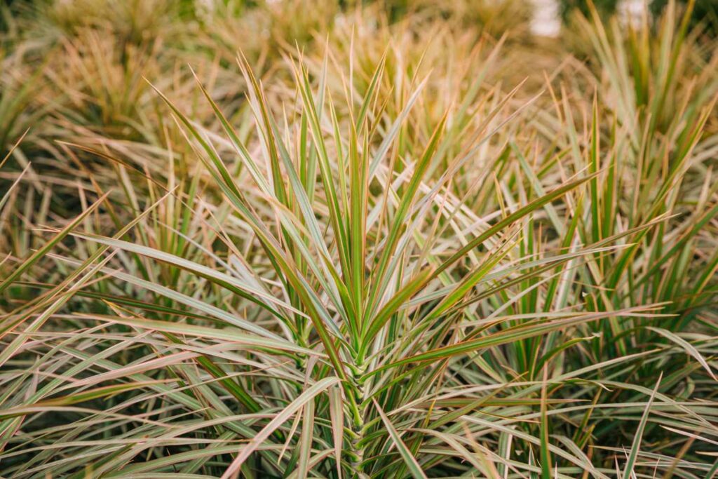 What Is the Best Way to Care for a Dracaena Spike Plant?