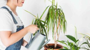 How to Care for Dracaena Plant