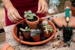 How to Grow Easter Flowering Cactus From Seed