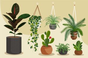 Types of Dracaena Plants